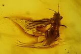 Fossil Fly (Diptera) & Thrips (Thysanoptera) In Baltic Amber - Rare! #142230-3